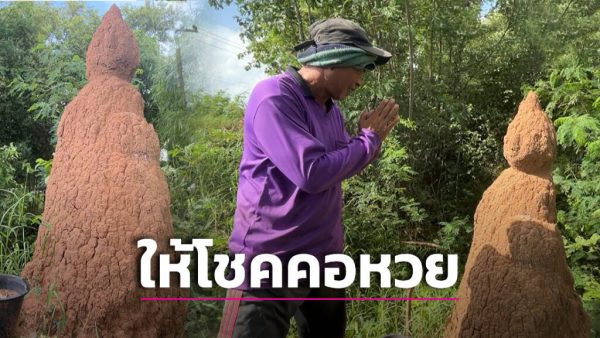 เลขเด็ด จอมปลวก - leksanook