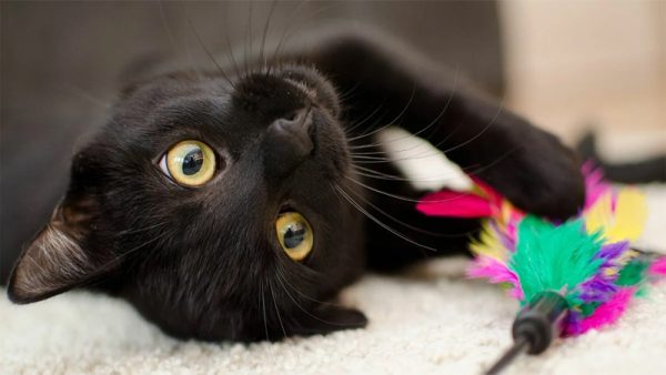 ฝันเห็นแมวดํา pantip - เลขสนุก.com