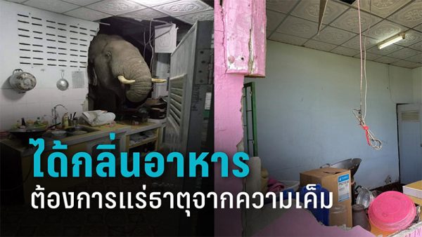 ช้างป่าทับลานบุกบ้าน - เลขสนุก.com