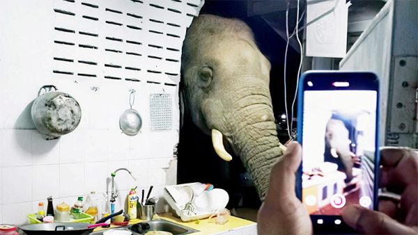 ช้างป่าบุกครัว - เลขสนุก.com