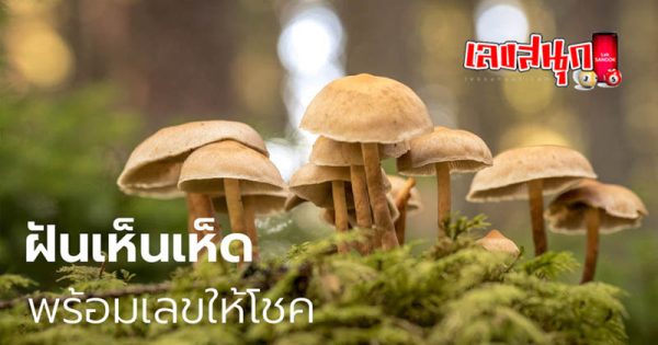 ฝันว่าได้เก็บเห็ด