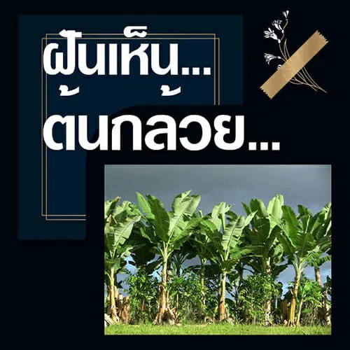 ฝันเห็นต้นกล้วยหลายต้น - leksanook