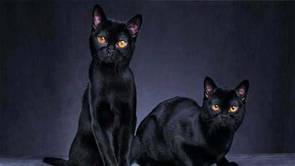 ฝันเห็นแมวตีเป็นเลขอะไร - เลขสนุก.com