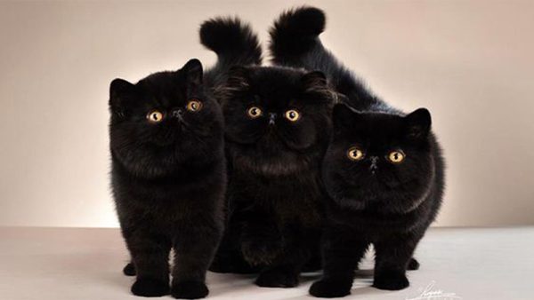 ฝันเห็นแมวดํา1ตัว - เลขสนุก.com