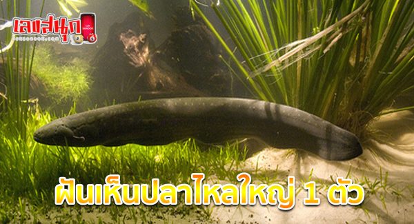 ฝันเห็นปลาไหลใหญ่ 1 ตัว