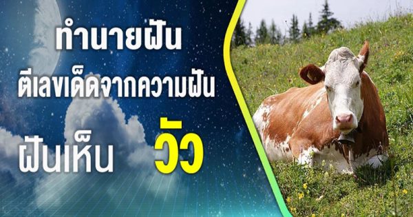 ฝันเห็นวัวหลายตัวในคอก