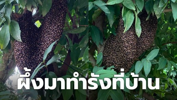 ผึ้งทำรังในบ้าน