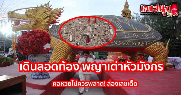 พญาเต่าหัวมังกร-leksanook