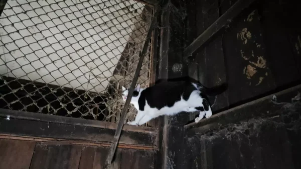 งูเหลือม กินแมว