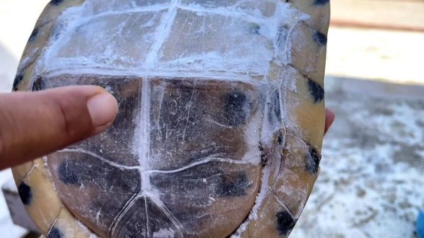 ส่องเลขตับเต่างวดนี้ 1/11/66-''Look at the turtle numbers for this period 11166''