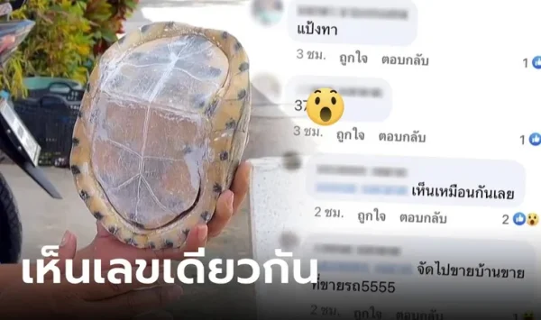 เต่าหับ ไม่มีหัว-ไม่มีขา-''Turtle has no head and no legs.''
