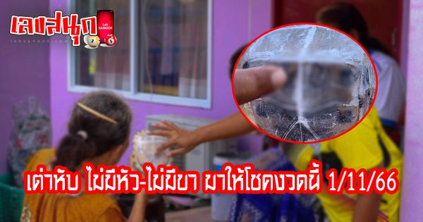 เต่าหับ ไม่มีหัว-ไม่มีขา-''Turtle has no head and no legs.''