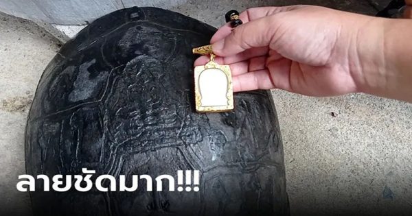 เต่าเดินเข้าบ้าน - "Turtle walks into the house-1"