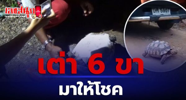 เต่า 6 ขา