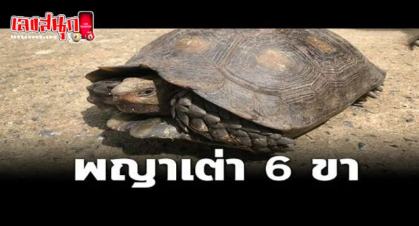 เต่าไทย ใกล้สูญพันธุ์
