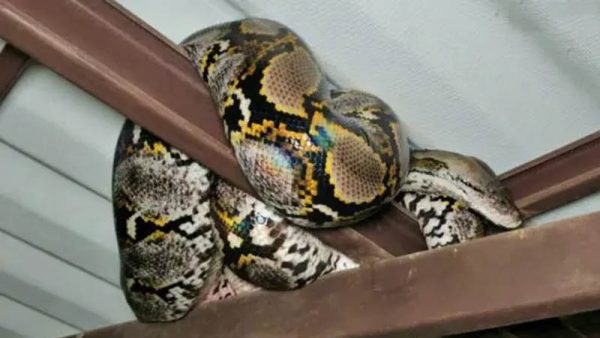 งูเหลือมยักษ์บุกบ้าน - "Giant python invades house"