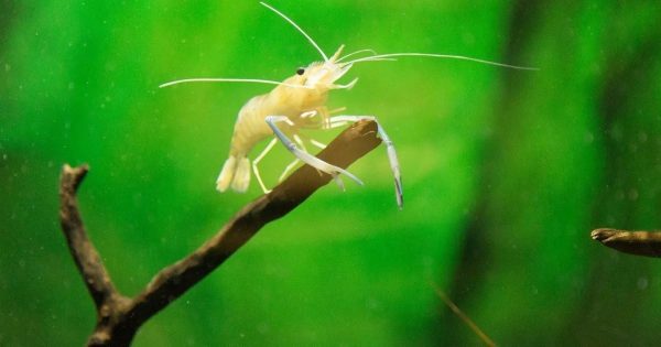 ฝันเห็นกุ้ง เลขอะไร - "Dream about seeing shrimp, what number is it"