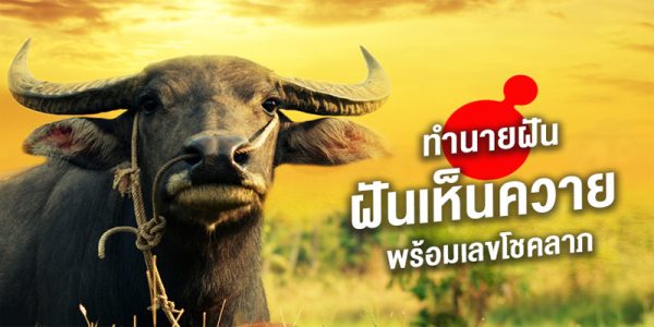 ฝันเห็นควาย1ตัว-"Dream of seeing a buffalo"