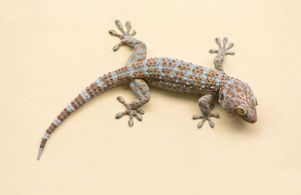 ทำนายฝัน เห็นตุ๊กแกตัวใหญ่-"Dream of seeing a large gecko"
