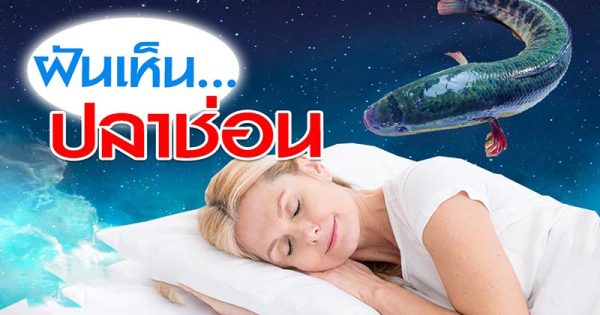 ฝันเห็นปลาช่อนเยอะมากแต่ไม่ได้จับ - "Dreamed of seeing a lot of snakehead fish but didn't catch them."