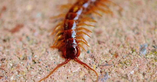 ทำนายฝัน เห็นตะขาบสีแดง-"Dream of seeing a red centipede"