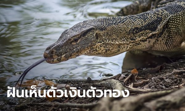 ฝันเห็นตัวเงินตัวทอง3ตัว -"Dreamed of seeing 3 gold and silver snakes"