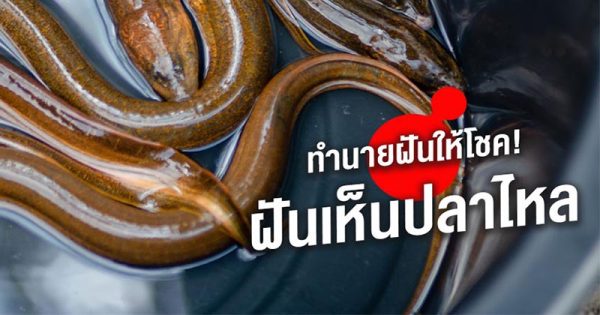 ฝันว่าได้จับปลาหลายตัว - "Dreamed of catching many fish."