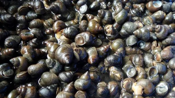ฝันว่าได้เก็บหอยขม หอยโข่ -  "Dreamed of collecting periwinkle, snail"