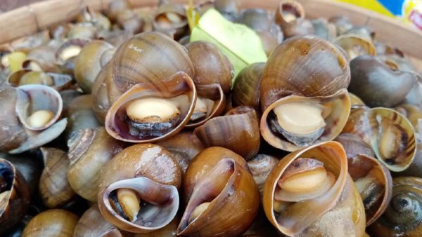 ฝันว่าได้เก็บหอยขมเยอะมาก เลขเด็ด -"Dreamed of collecting a lot of periwinkles"