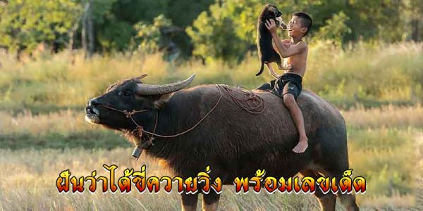 ฝันว่าได้ขี่ควายวิ่ง-"Dreamed of riding a buffalo and running."