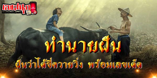 ฝันว่าได้ขี่ควายวิ่ง-"fun numbers beliefs"