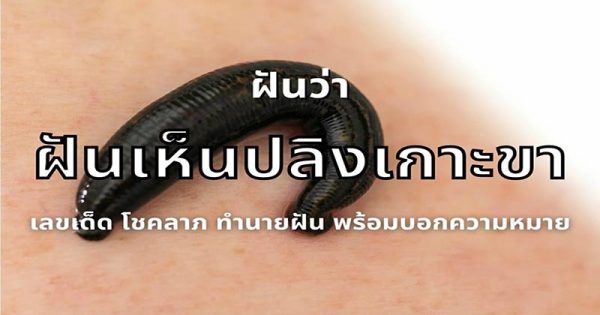 ฝันเห็นปลิง - "fan-hen-pling"