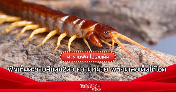 ฝันเห็นตะขาบสีแดง2ตัว-"Dreamed of seeing 2 red centipedes."