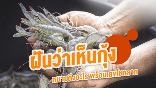 ฝันเห็นกุ้งเยอะมากแต่ไม่ได้จับ-"Dreamed of seeing a lot of shrimp but didn't catch them.-"