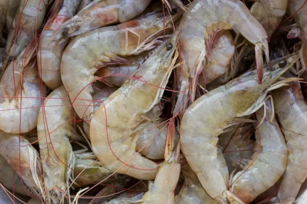ฝันเห็นกุ้งเยอะมากๆ-''Dreamed of seeing a lot of shrimp''