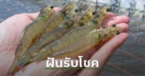 ฝันเห็นกุ้งตัวเล็กเยอะมาก-"Dreamed of seeing a lot of small shrimp"