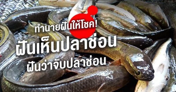 ฝันเห็นปลาช่อน - " dream-of-seeing-a-snakehead-fish "