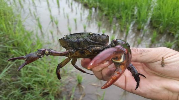 ฝันเห็นปูนาเลขเด็ด - "Dreamed of seeing a lucky crab"