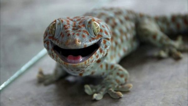 ฝันเห็นตุ๊กแก เลขเด็ด-"Dreaming about seeing a gecko, lucky numbers"