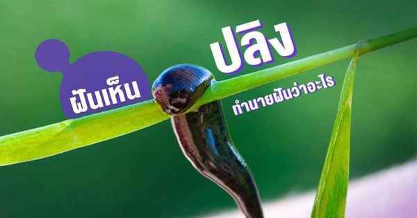 ฝันเห็นปลิง - "fan-hen-pling"