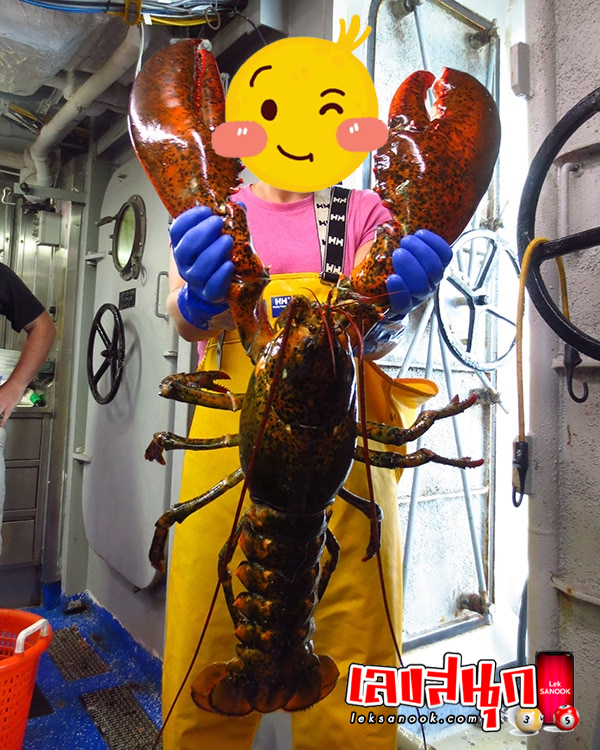 ฝันเห็นกุ้งตัวใหญ่ เลขเด็ด-"Dreaming of catching a large shrimp with your bare hands."