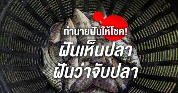 ฝันว่าได้จับปลาหลายตัว - "Dreamed of catching many fish."