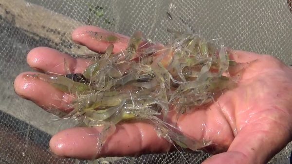 ฝันว่าจับกุ้งฝอย-''Dreaming of catching shrimp''