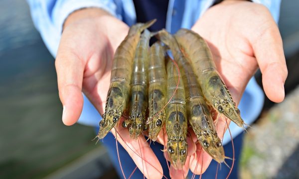 ฝันว่าจับกุ้งด้วยมือ 2 มือ-''Dreaming of catching shrimp with two hands''
