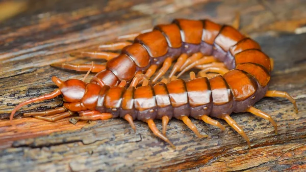 ฝันเห็นตะขาบ 1 ตัว เลขเด็ด - "Dreaming of seeing a centipede, lucky numbers"
