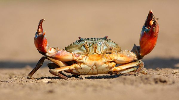 ฝันเห็นปู 1 ตัว - "Dreaming of seeing a crab, what number is it"