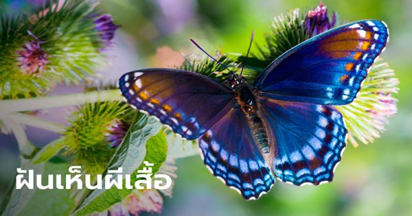 ฝันเห็นผีเสื้อ เลขเด็ด-"Dreaming of seeing butterflies, lucky numbers"