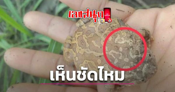 เจออึ่งแปลก-"Found a strange bullfrog."