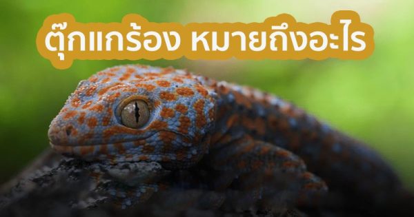 ตุ๊กแกร้อง 6 ครั้ง เลขเด็ด - "Gecko cries 6 times, lucky number"