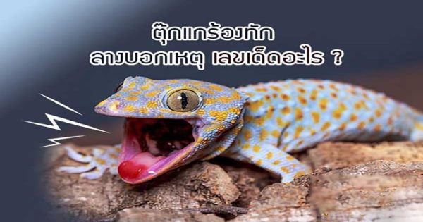 ตุ๊กแกร้อง 6 ครั้ง เลขเด็ด - "Gecko cries 6 times, lucky number"